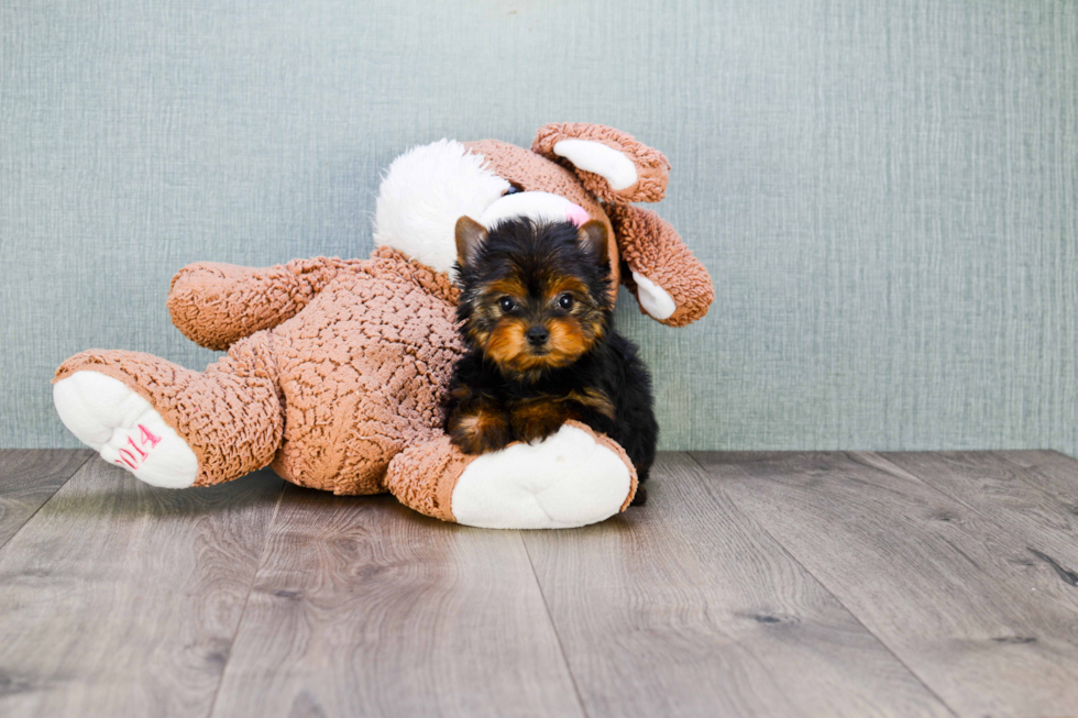 Meet Tinkerbell - our Yorkshire Terrier Puppy Photo 