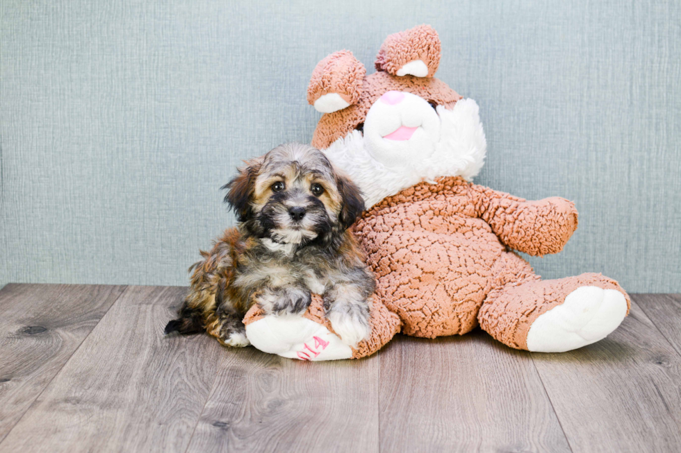 Havanese Puppy for Adoption