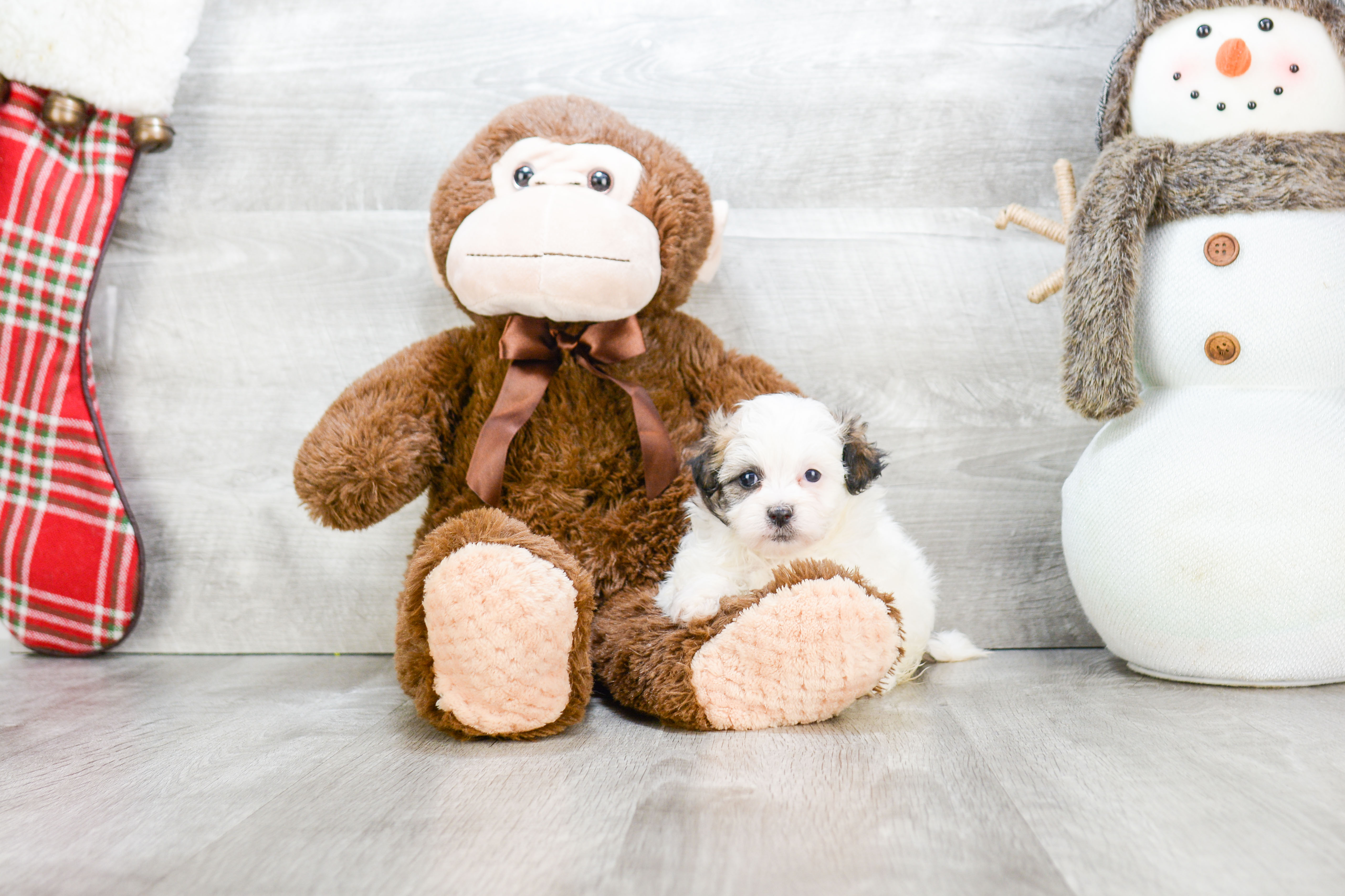 Friendly Teddy Bear Baby