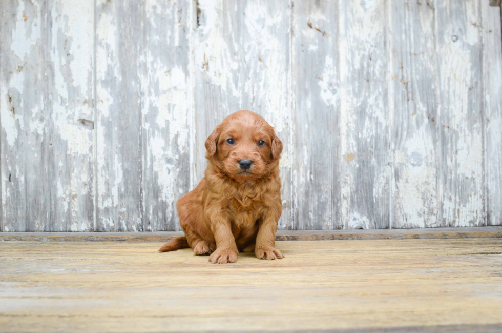 Fluffy Mini Goldendoodle Poodle Mix Pup