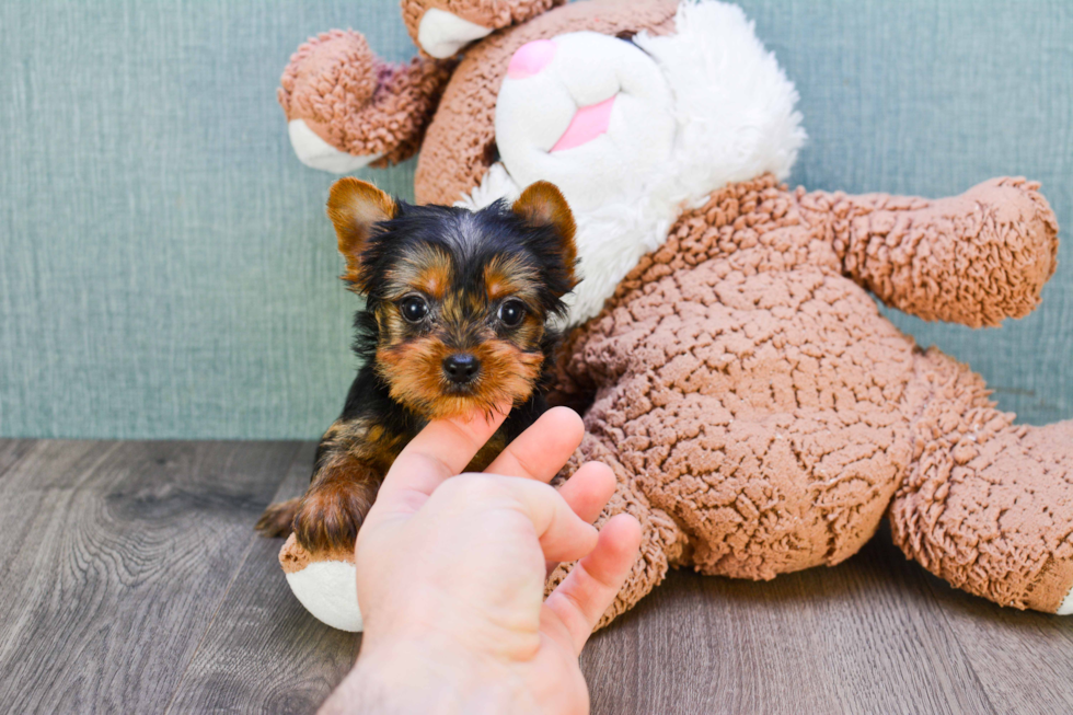 Meet Jeremy - our Yorkshire Terrier Puppy Photo 