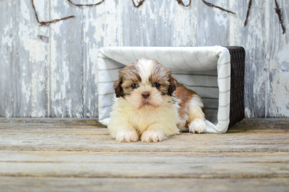 Hypoallergenic Shih Tzu Baby