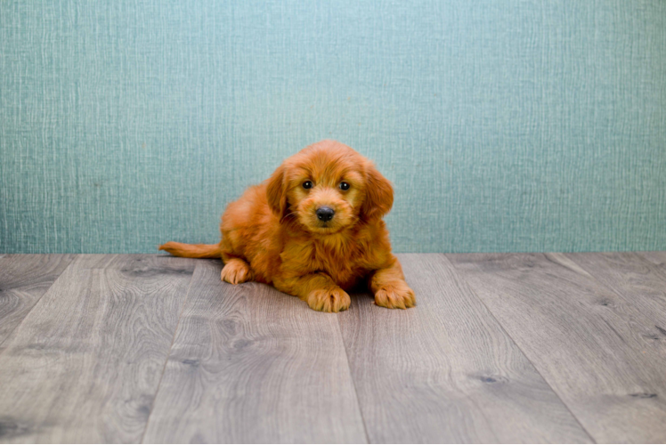 Little Golden Retriever Poodle Mix Puppy