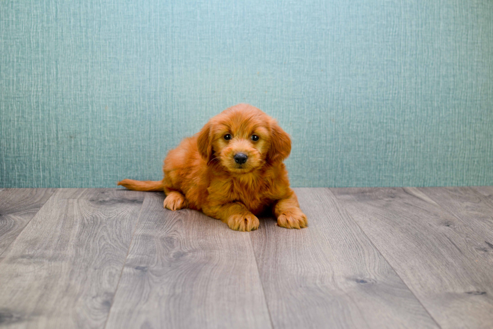 Little Golden Retriever Poodle Mix Puppy