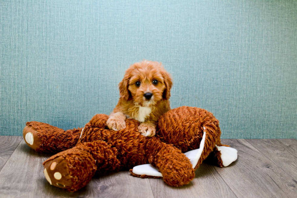 Cavapoo Puppy for Adoption