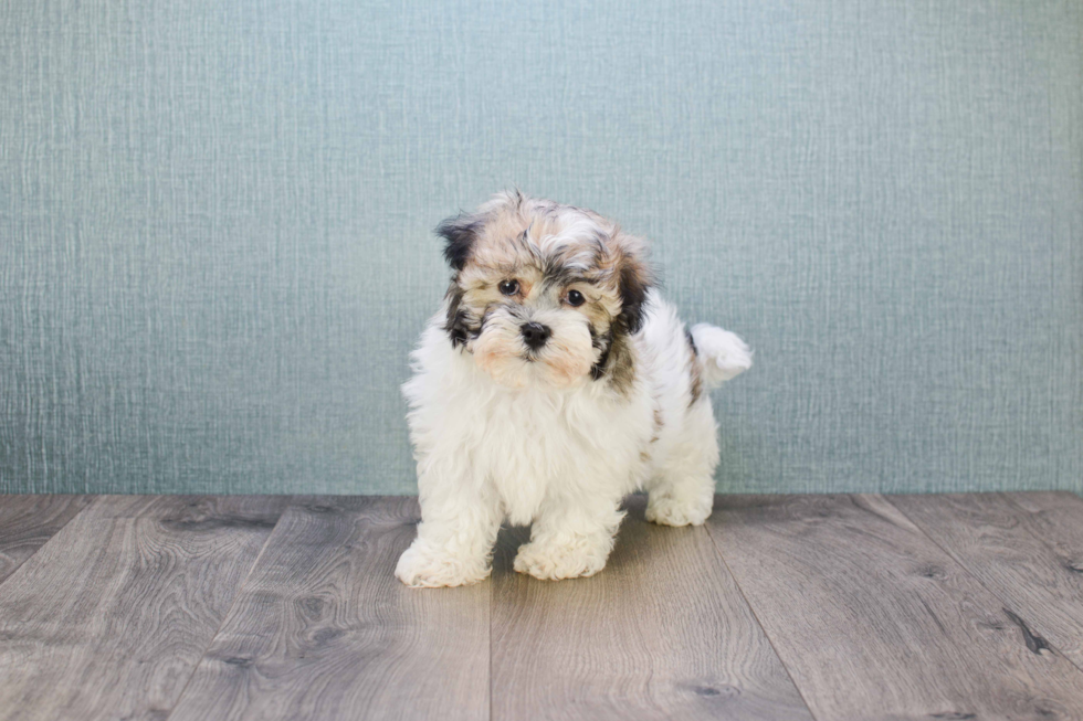 Funny Havanese Purebred Pup