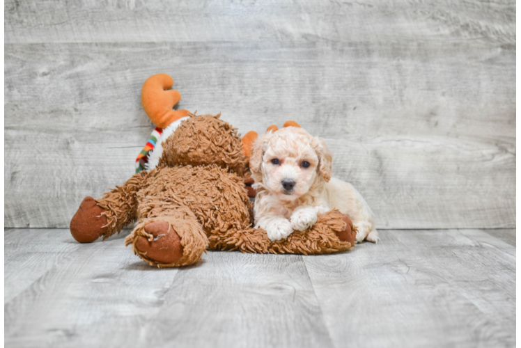 Energetic Maltepoo Poodle Mix Puppy