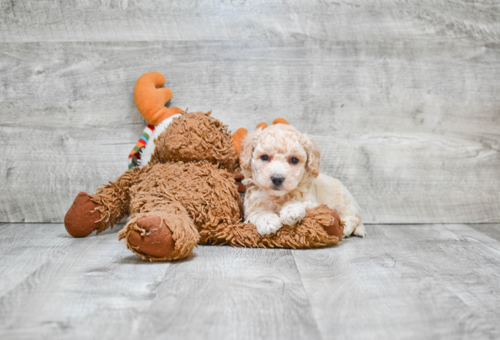 Energetic Maltepoo Poodle Mix Puppy