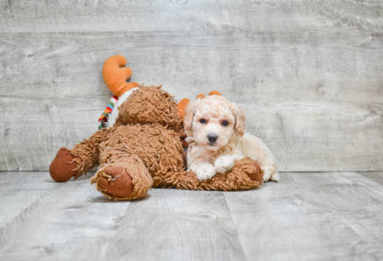 Energetic Maltepoo Poodle Mix Puppy