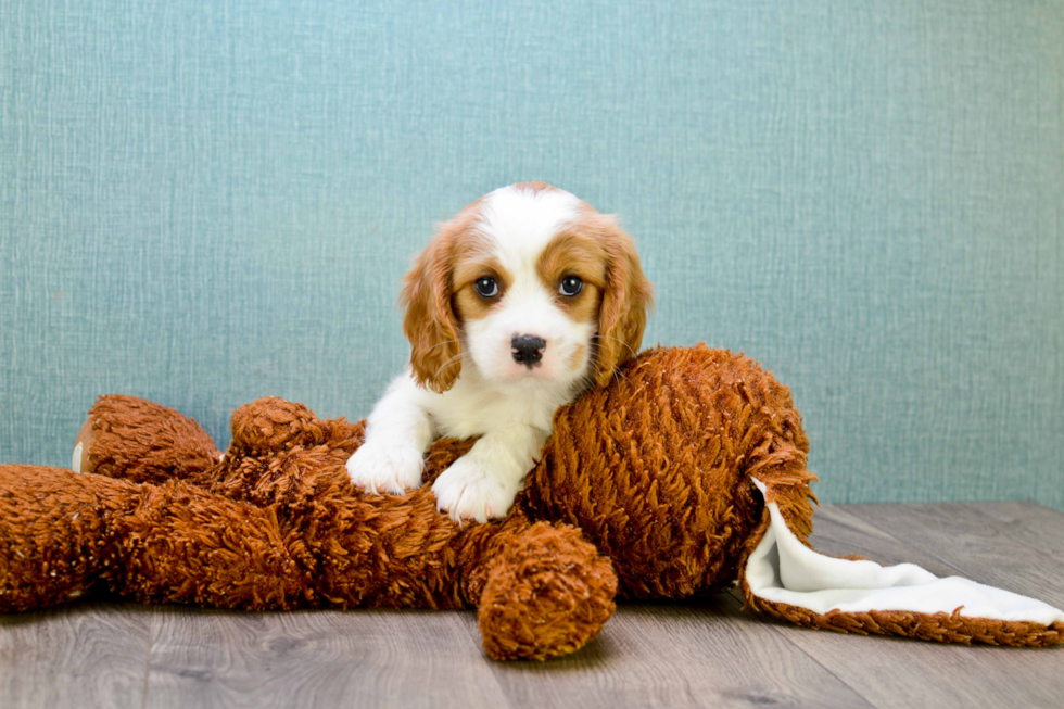 Petite Cavalier King Charles Spaniel Purebred Puppy