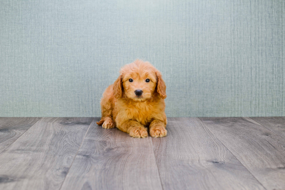 Mini Goldendoodle Puppy for Adoption