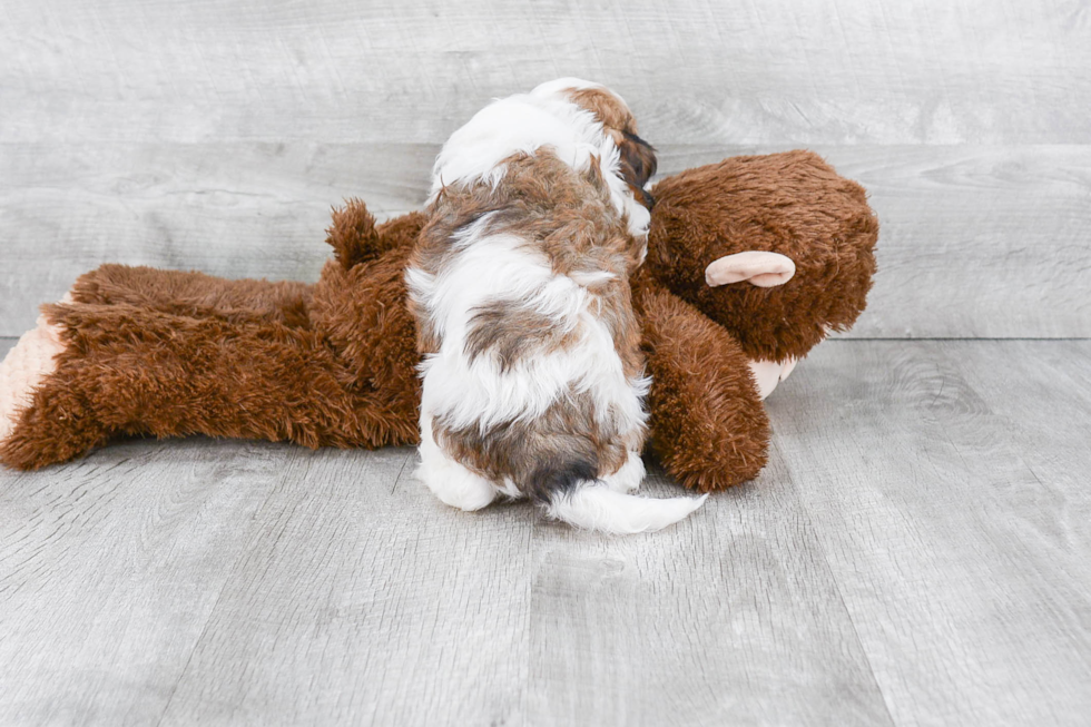 Cavapoo Puppy for Adoption