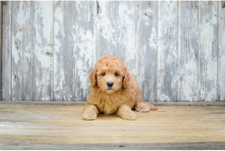 Popular Mini Goldendoodle Poodle Mix Pup