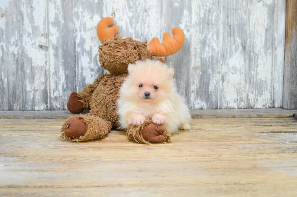 Friendly Pomeranian Baby