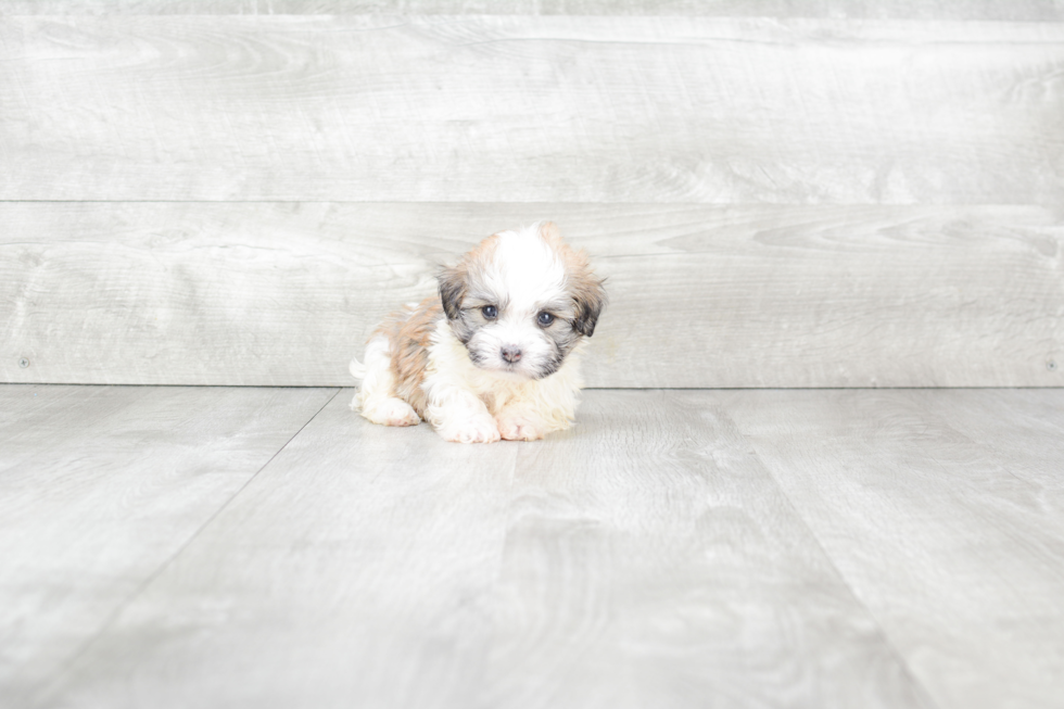 Happy Havanese Purebred Puppy