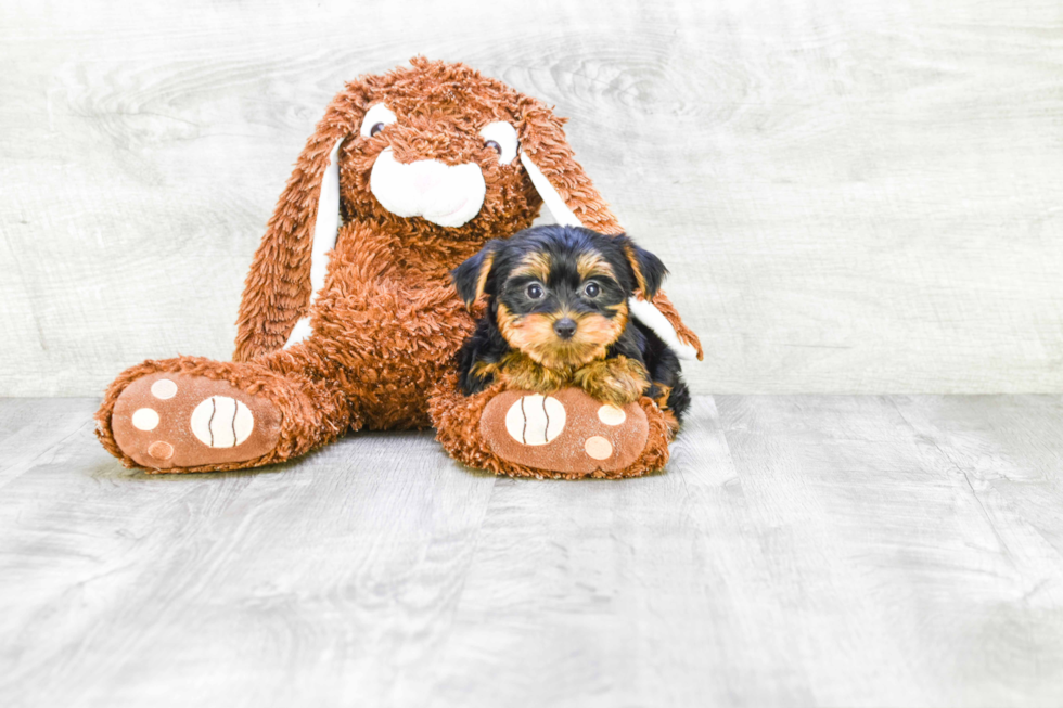 Meet Izzie - our Yorkshire Terrier Puppy Photo 