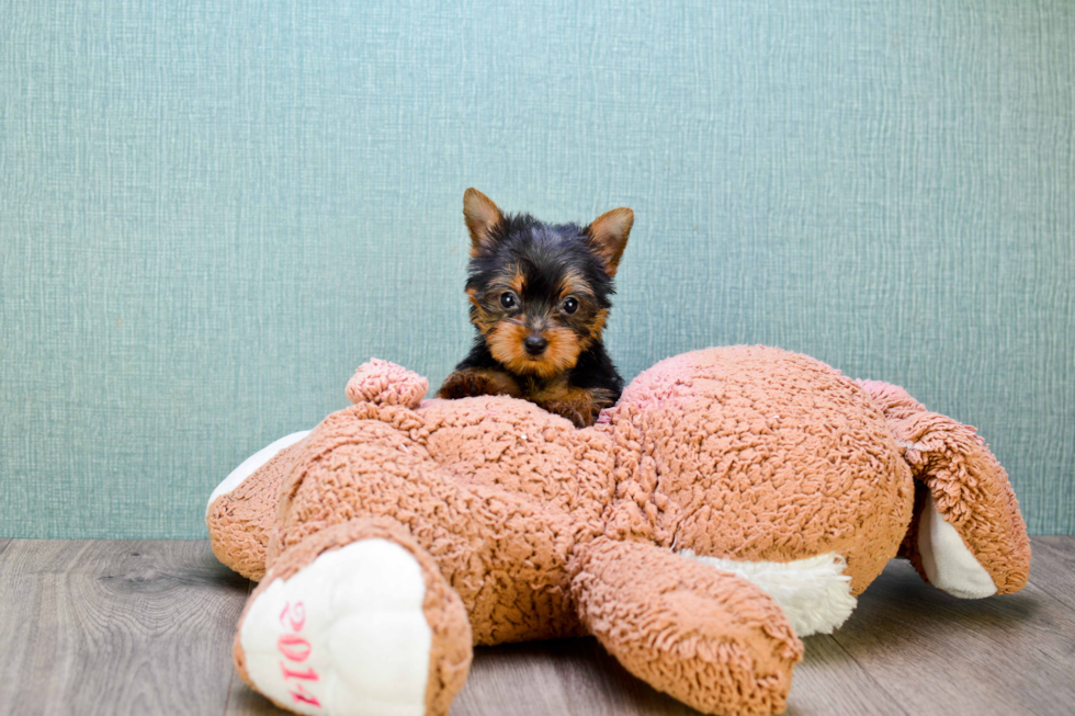 Meet Tinkerbell - our Yorkshire Terrier Puppy Photo 