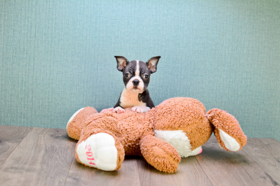 Best Boston Terrier Baby