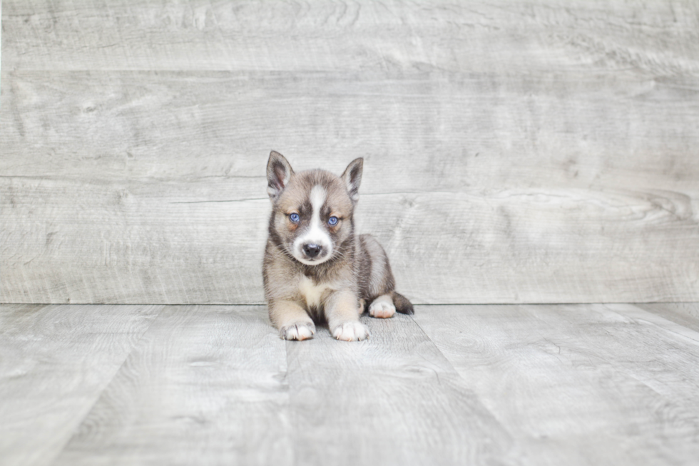 Pomsky Pup Being Cute