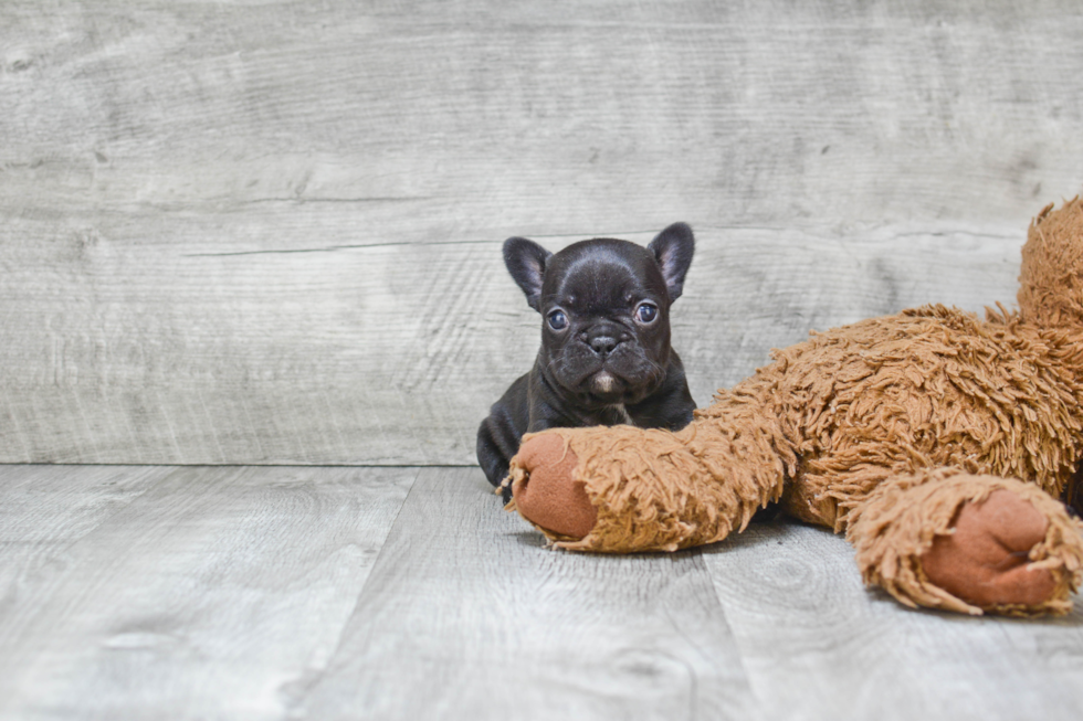 Akc Registered French Bulldog Baby