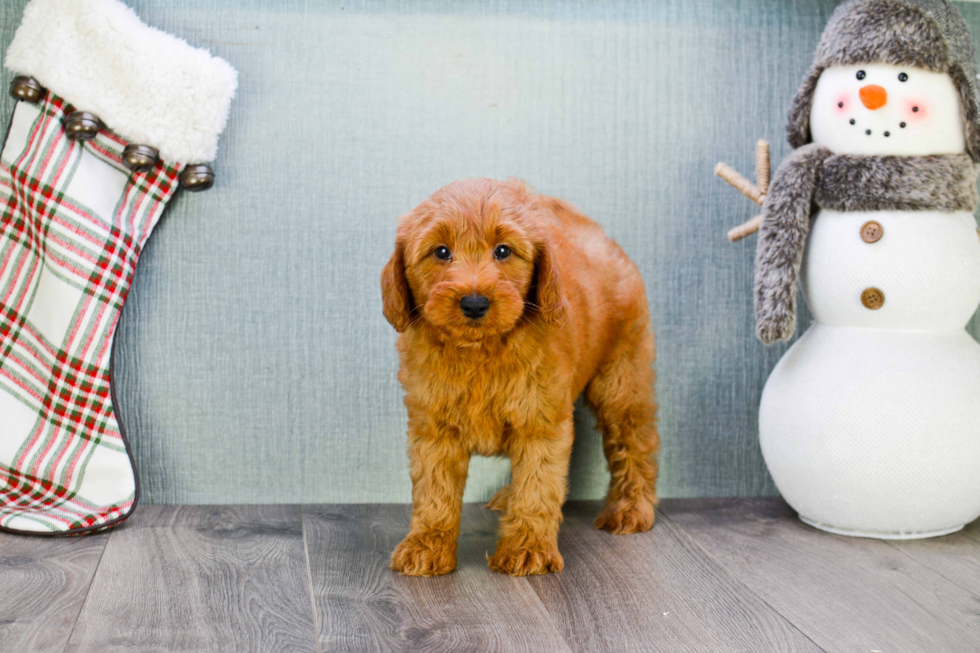 Adorable Golden Retriever Poodle Mix Puppy