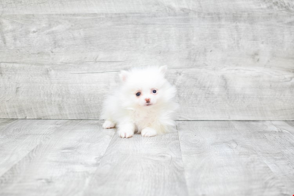 Akc Registered Pomeranian Purebred Pup