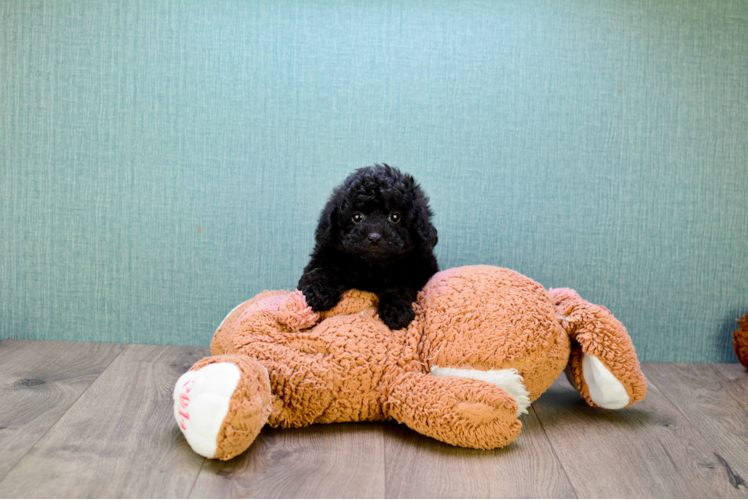 Hypoallergenic Cavoodle Poodle Mix Puppy