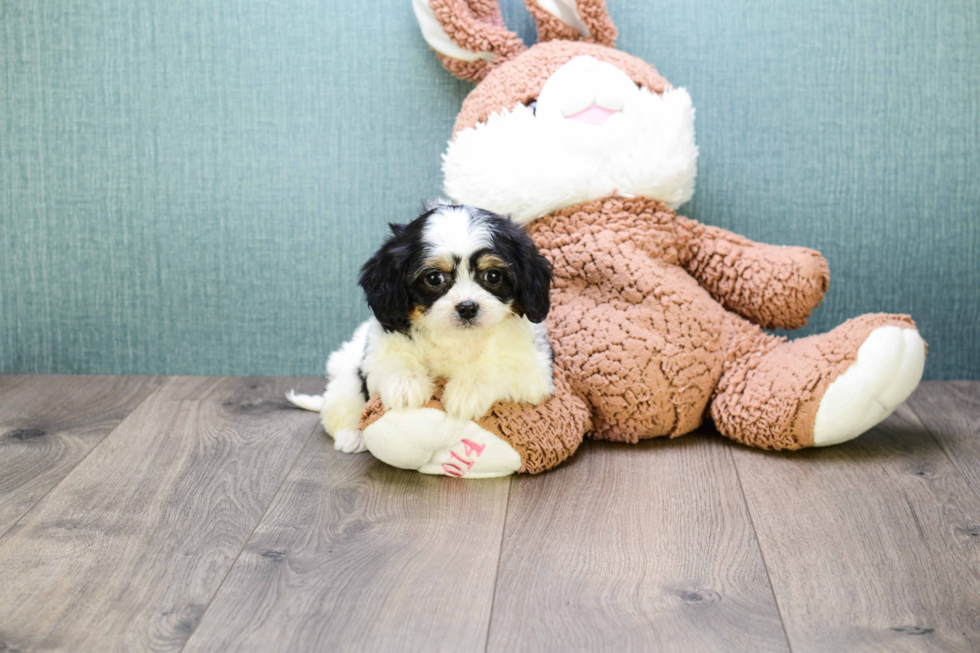 Meet Kanye - our Cavachon Puppy Photo 