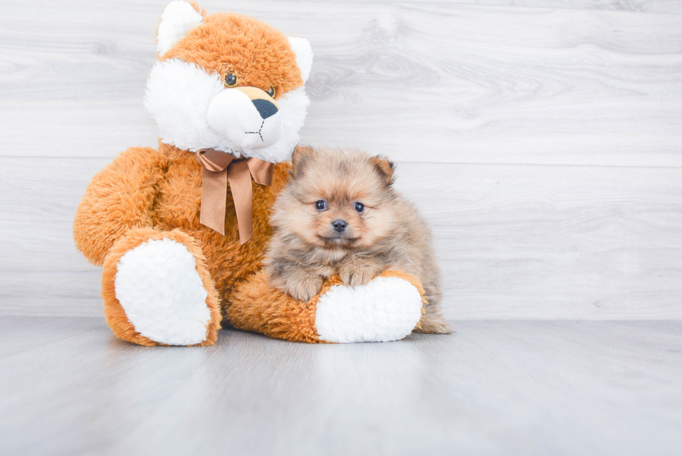 Friendly Pomeranian Baby