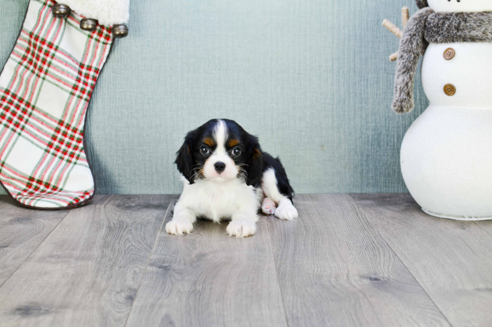 Fluffy Cavalier King Charles Spaniel Purebred Puppy