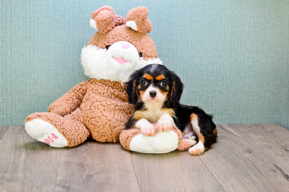 Akc Registered Cavalier King Charles Spaniel Purebred Pup