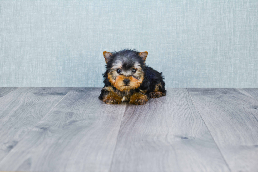 Meet Zane - our Yorkshire Terrier Puppy Photo 