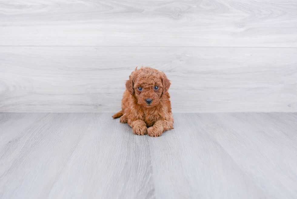 Mini Goldendoodle Puppy for Adoption