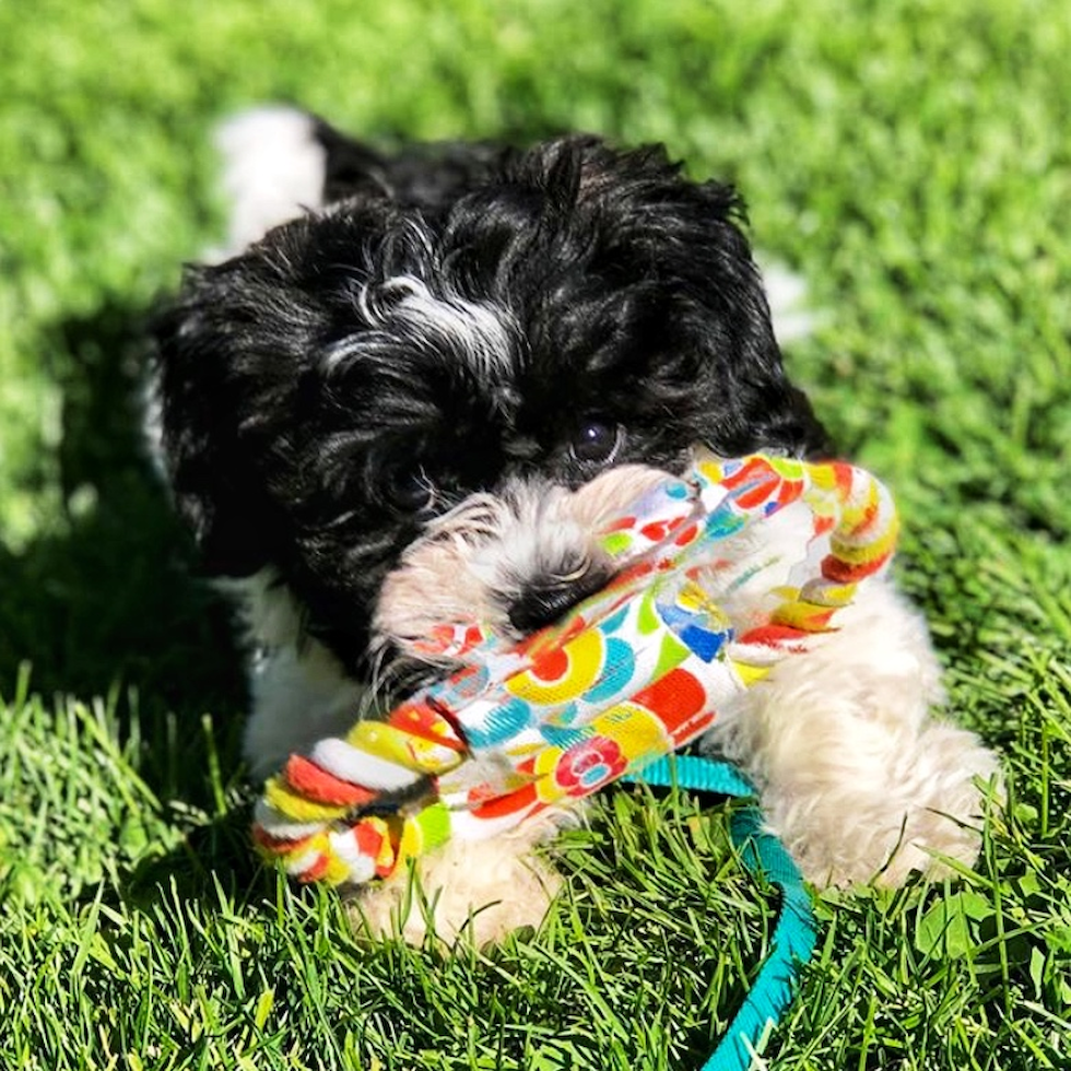 Hypoallergenic Havanese Pup