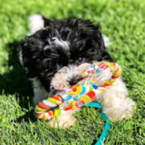 Hypoallergenic Havanese Pup