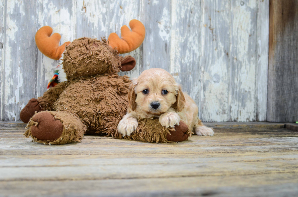 Best Cavapoo Baby