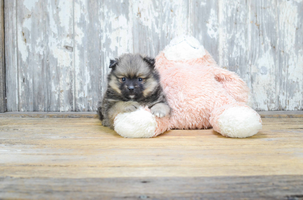 Popular Pomeranian Purebred Pup