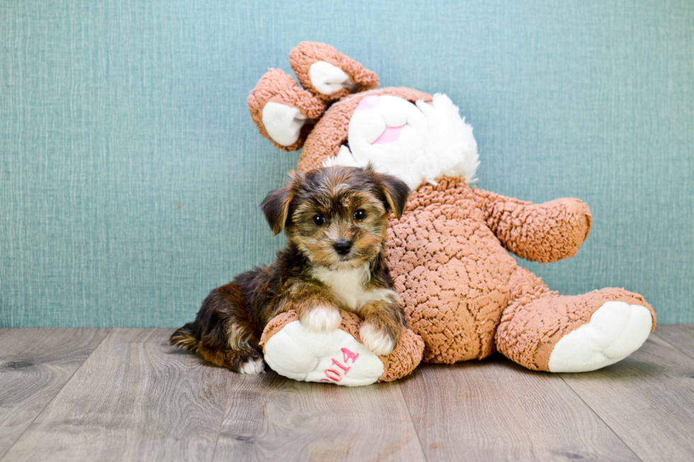 Cute Shorkie Baby