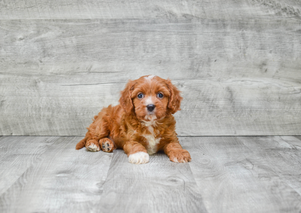 Cavapoo Pup Being Cute