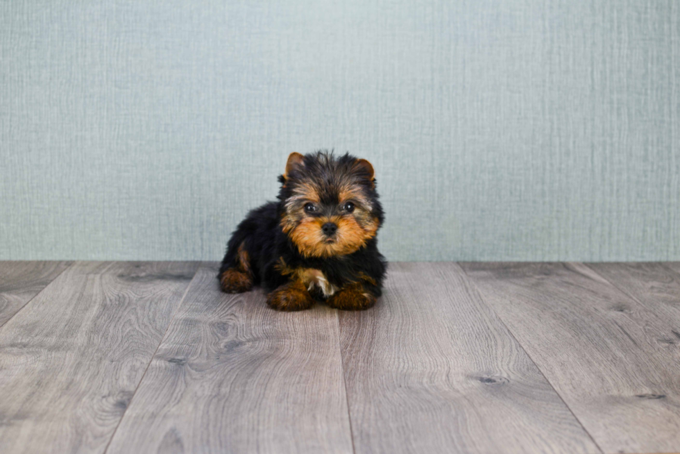 Meet Goldie - our Yorkshire Terrier Puppy Photo 