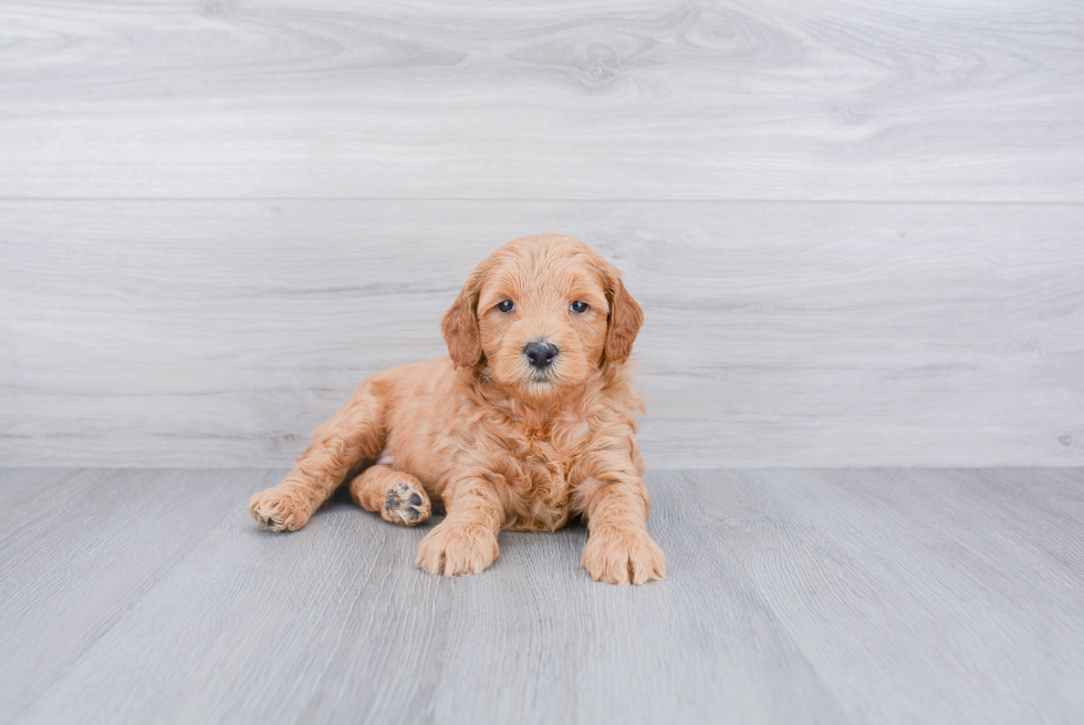 Mini Goldendoodle Puppy for Adoption