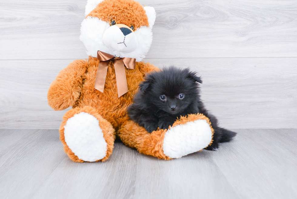 Pomeranian Puppy for Adoption