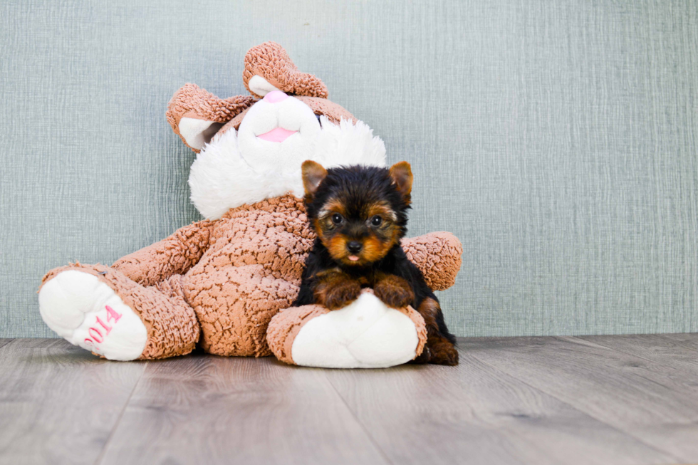 Meet Nugget - our Yorkshire Terrier Puppy Photo 