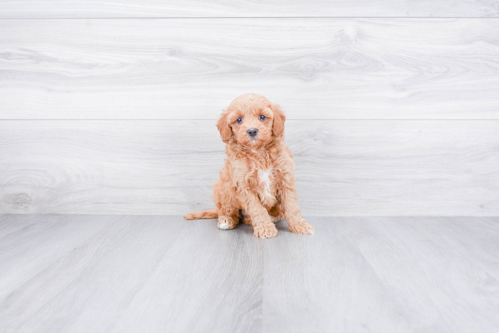 Smart Mini Goldendoodle Poodle Mix Pup