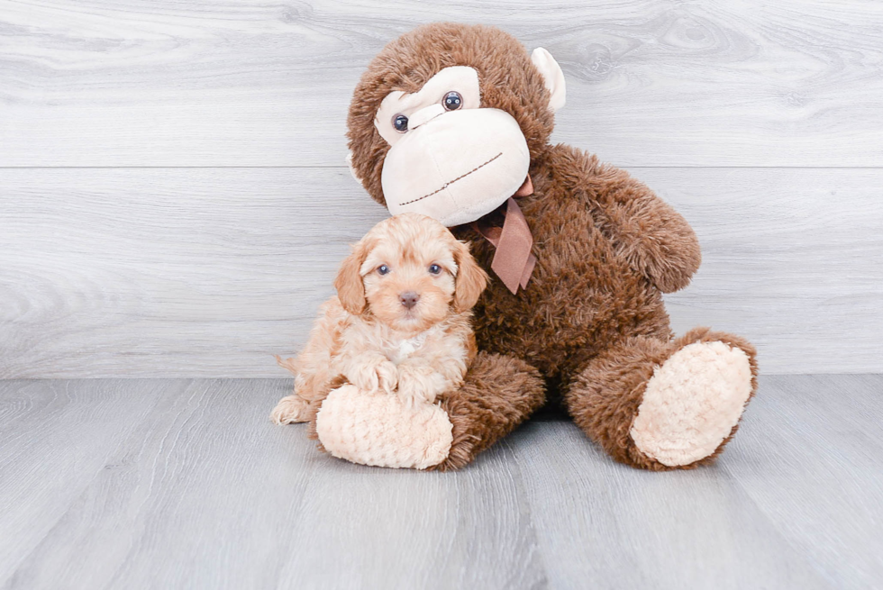 Cavapoo Puppy for Adoption