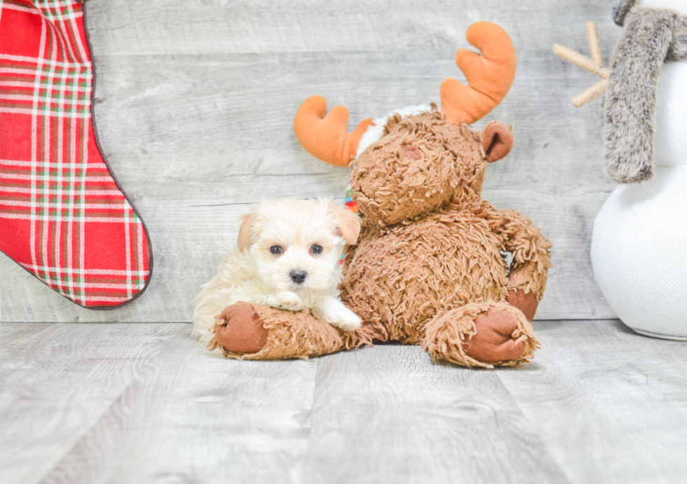 Maltipoo Puppy for Adoption