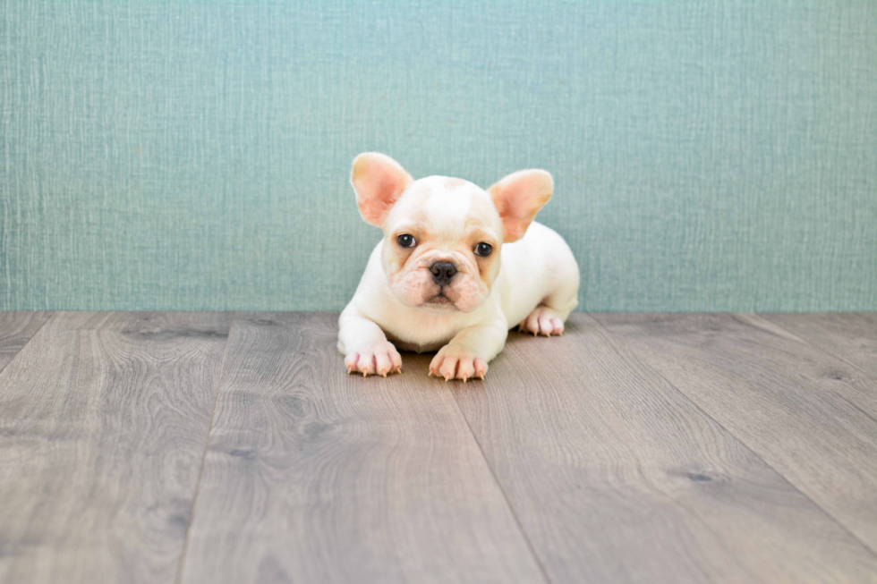 Best French Bulldog Baby