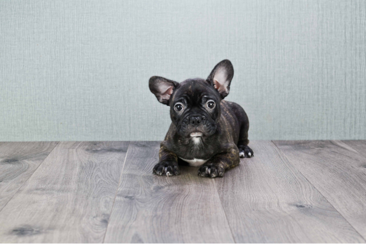 Best French Bulldog Baby