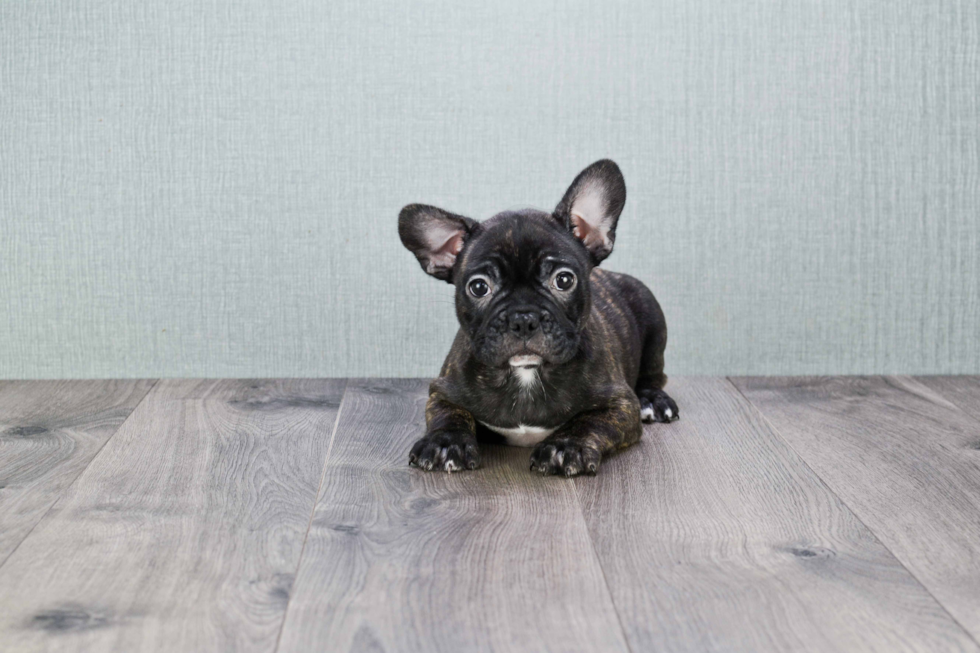 Best French Bulldog Baby