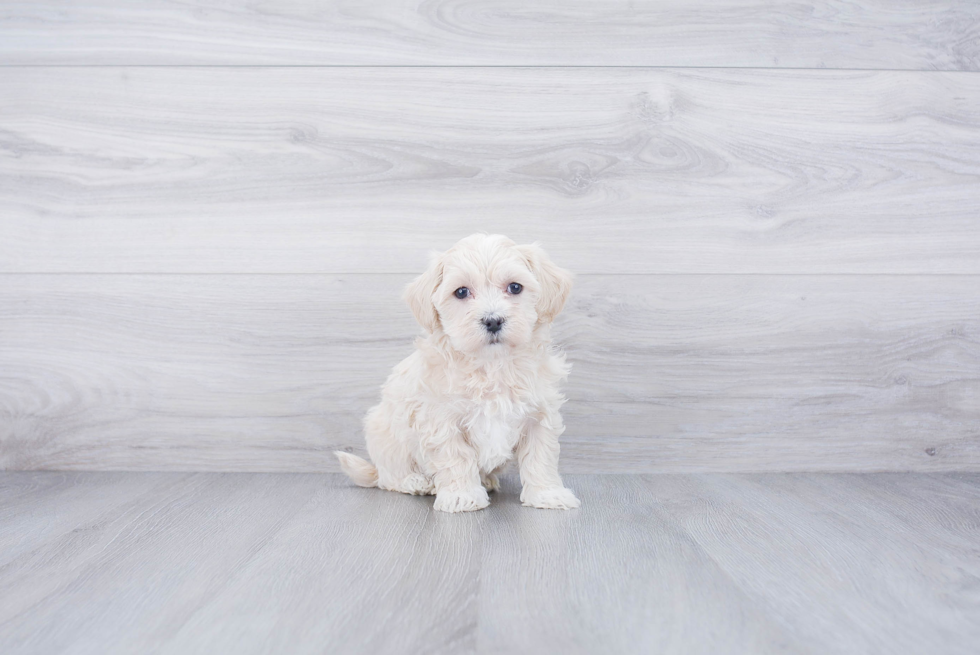 Friendly Maltipoo Baby